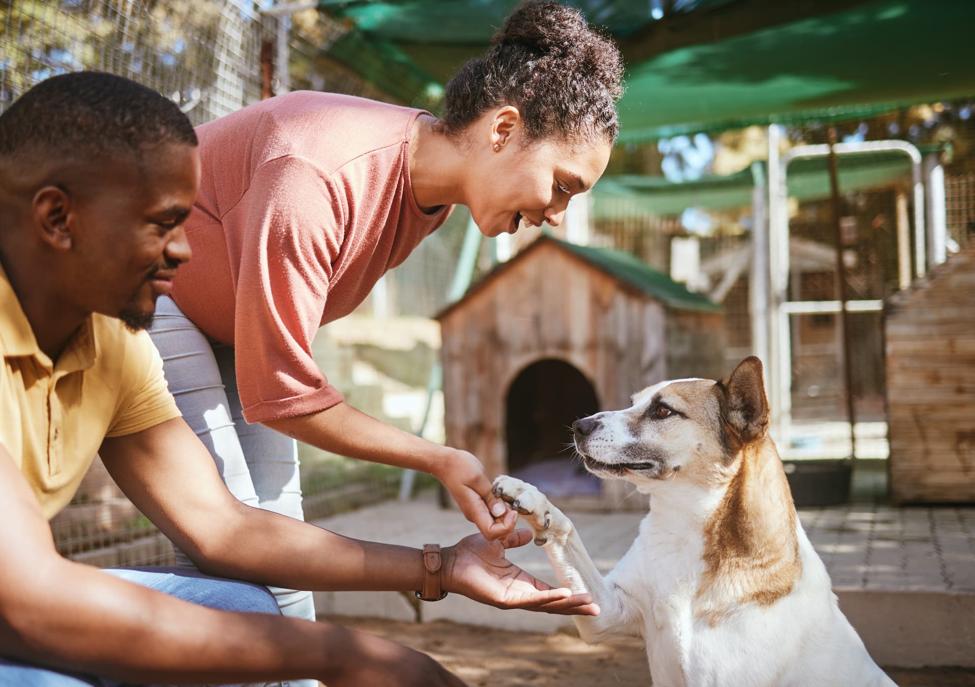 Chien après