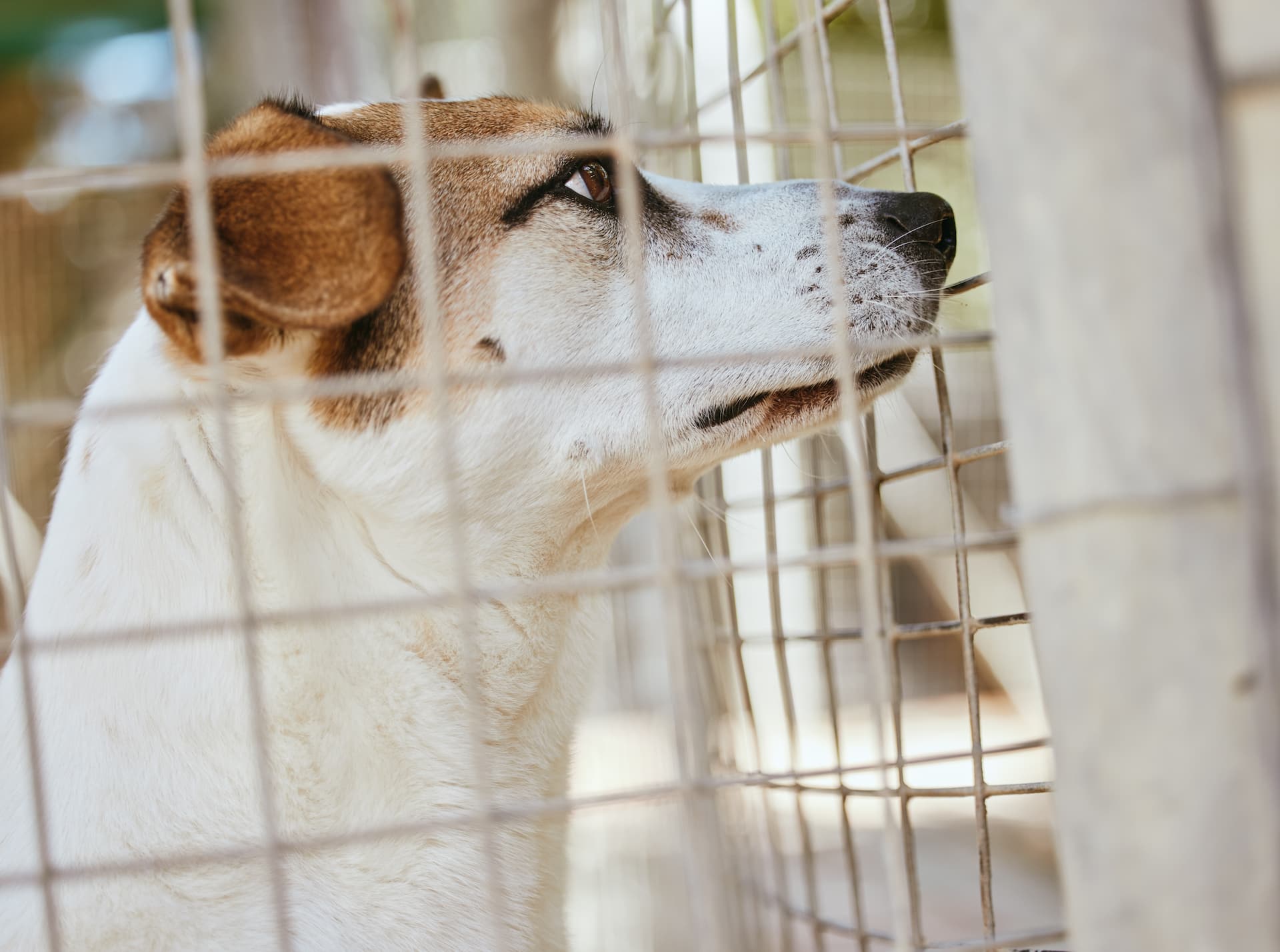 Chien avant