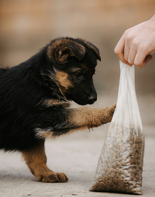 Chiot