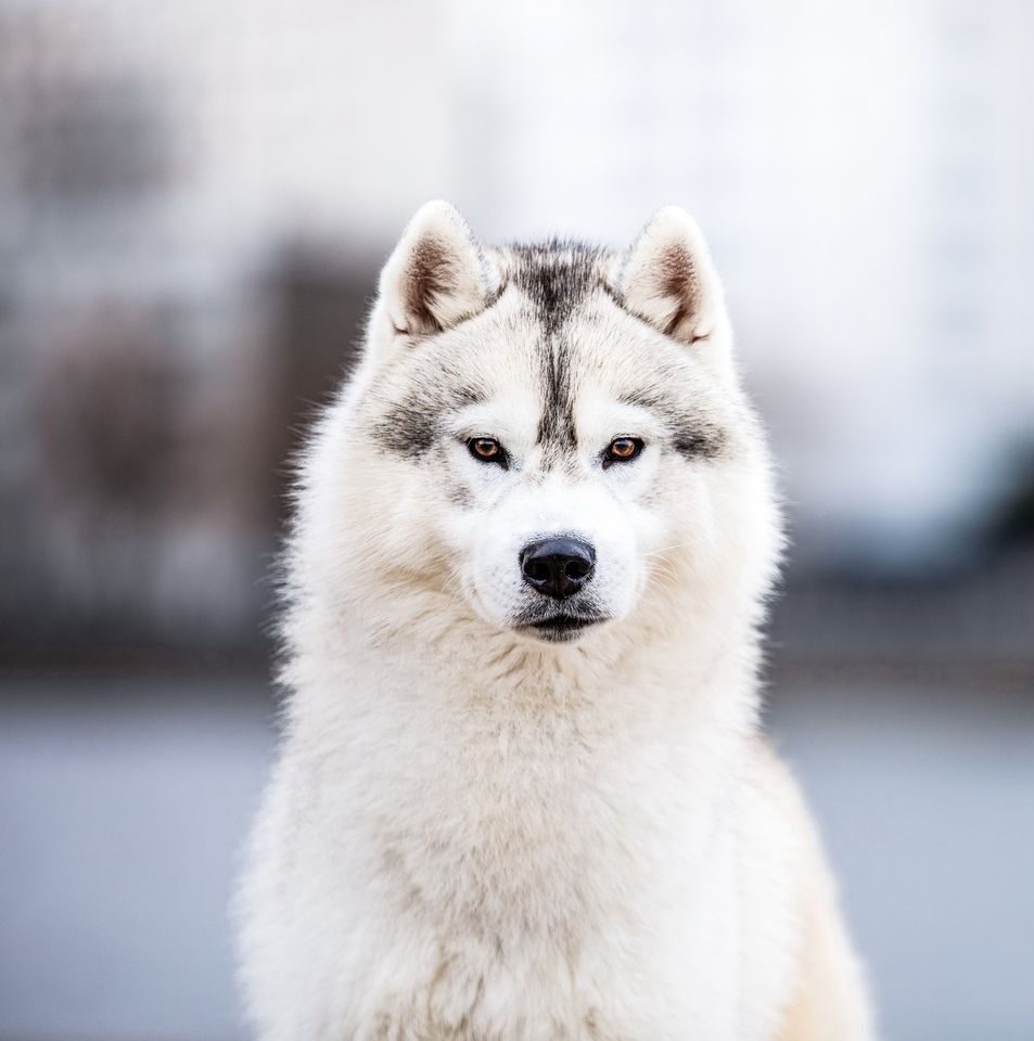 Image de Nala