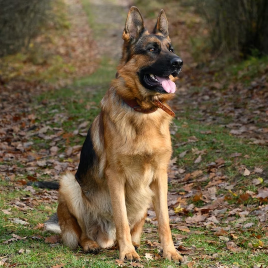 Image de Rocky
