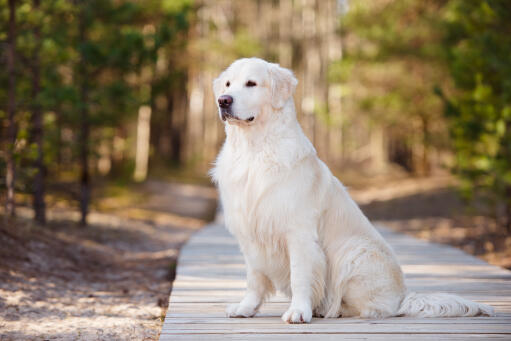 Image de Marley